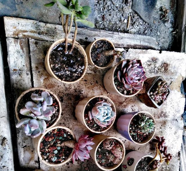 雨水|10种不能淋雨的花,淋完雨就死,盆栽养花注意事项