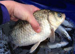 鲫鱼|不用蚯蚓和红虫,晚春用这三种“民间配方”上的都是大鲫鱼