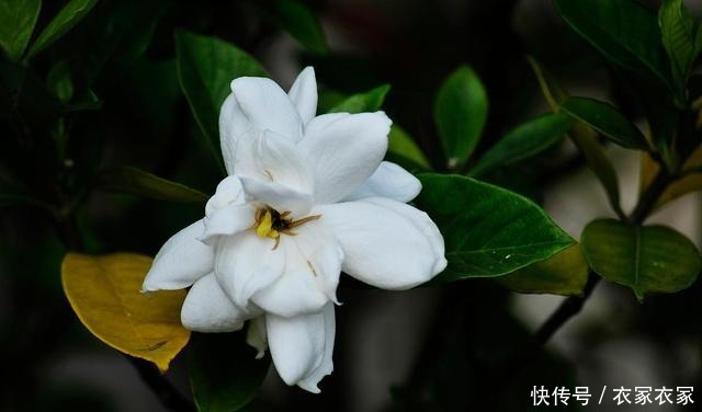 现在不要买3种花,花期已过,看花要等大半年!