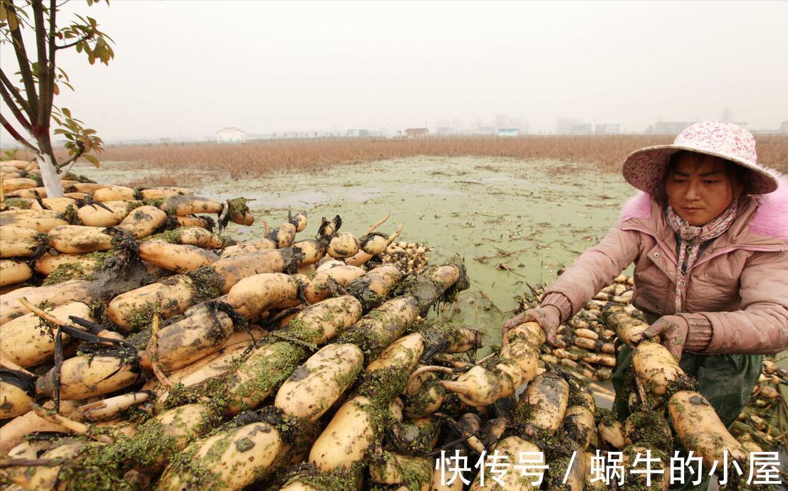 买莲藕时,挑“7孔藕”还是“9孔藕”?挖藕师傅:挑错口感差很多