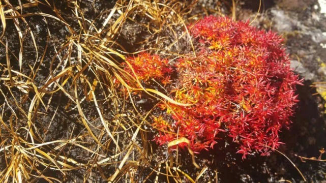 生物|杨向红镜头下的玉龙雪山奇花异草，见证了丽江生物多样性之美