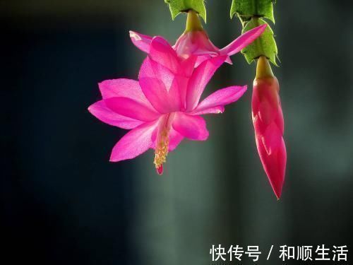 养蟹爪兰这4个千万不能放,很容易黄叶掉蕾,赶紧搬到这2个地方