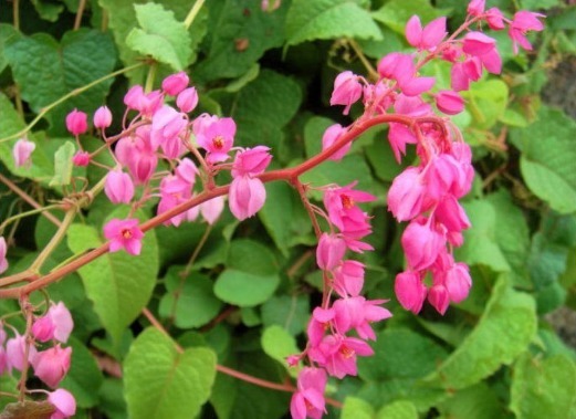 家有小院,种这些爬藤植物,花色艳还漂亮,轻松打造墙面小瀑布
