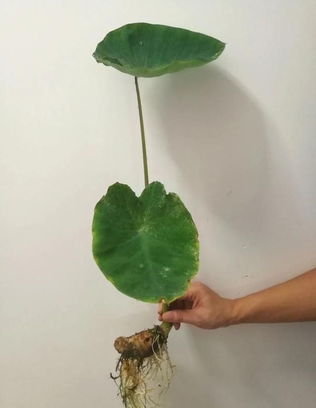 1粒花生丢水里,呼呼长成小森林,这艺术品给钱也不卖