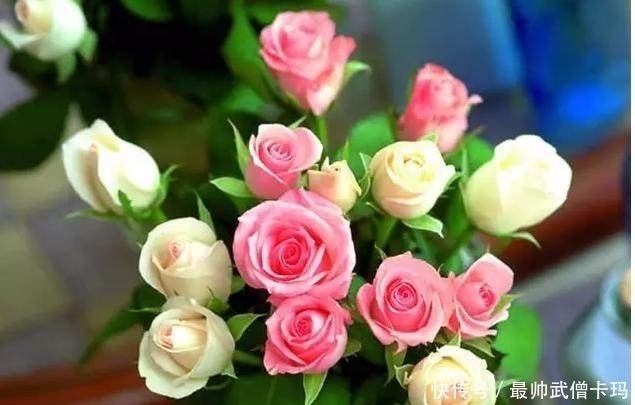 生根|花店买来的玫瑰花,这样扦插,100%生根!来年就能生一大盆