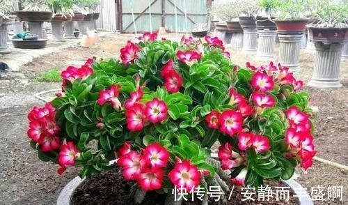 沙漠玫瑰|超好养活的花，美丽不输牡丹，花期300天，抗高温抗干旱！