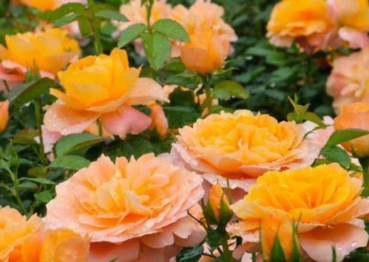 此花超漂亮,沾土就活,开花又大又艳,花形别致,散发芳香