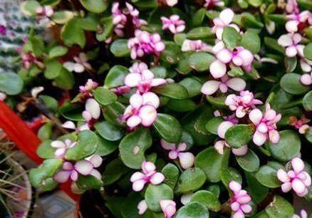 金枝玉叶怎么越养叶子越少了,该怎么养掉叶子已经不叫金枝玉叶了