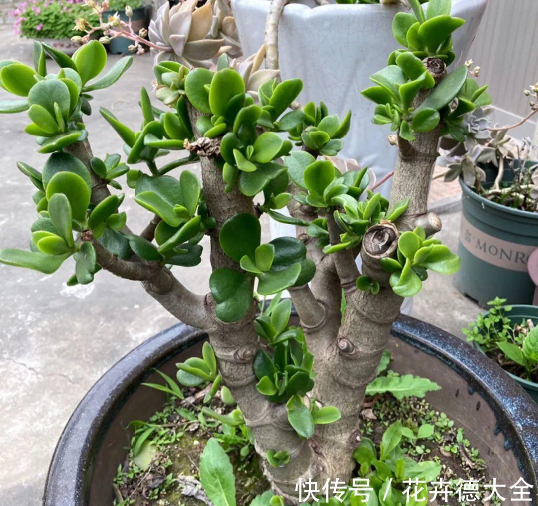 7种花，现在要砍头，冲天炮变成爆炸头