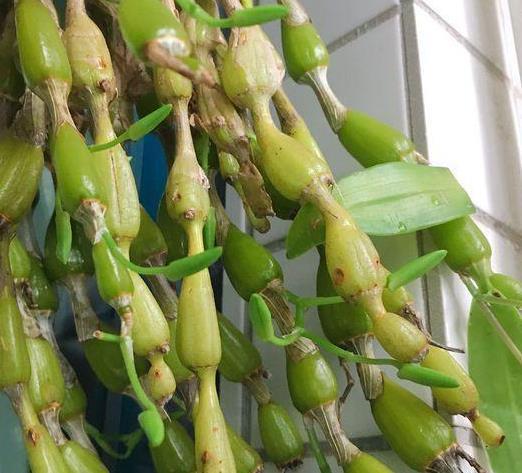 养殖记|王先生的石斛养殖记——含苞待放的石斛,看着非常喜人!