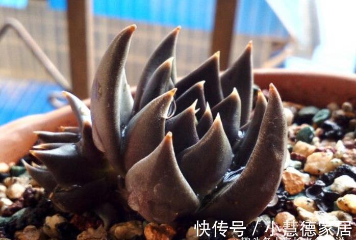 黑夜|多肉古紫颜色黑到没朋友，养好之后又酷又飒，宛若黑夜里的骑士
