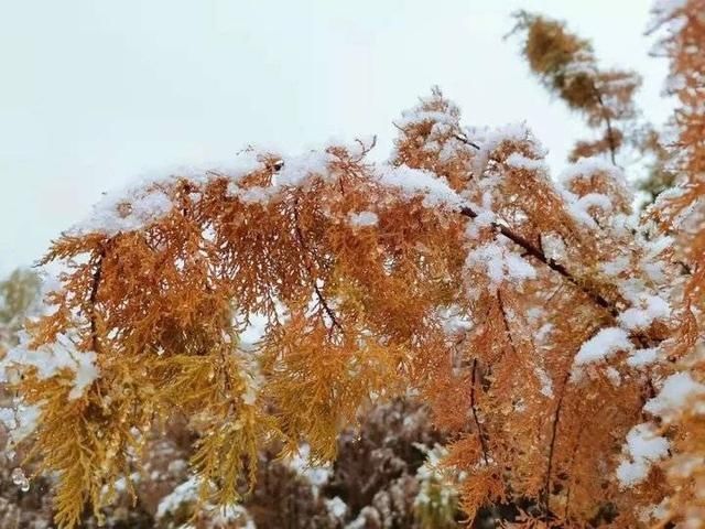 冬天|突如其来的滨医初雪，惊艳这个冬天