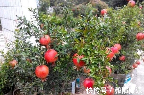 在家也能种“石榴”,漂亮又好吃,好养结果多,果子挂满树,真值