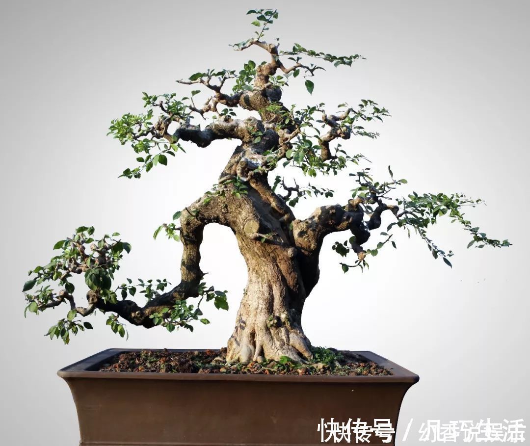 三角梅盆景制作6步曲,看懂了自己也能做出精美绝伦的三角梅盆景