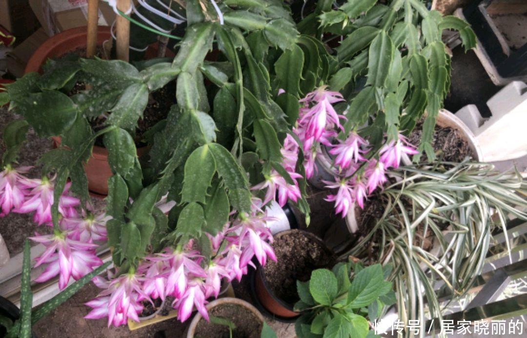蟹爪兰的叶片从绿色变红了惹人爱,变异还是出锦,来一睹芳容
