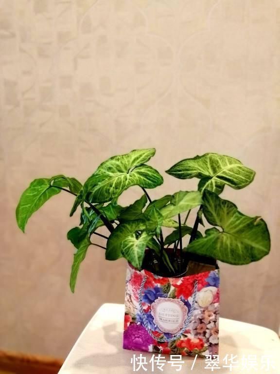 瓶子|文竹掐个枝,找个瓶子插水里,三天就冒小笋芽