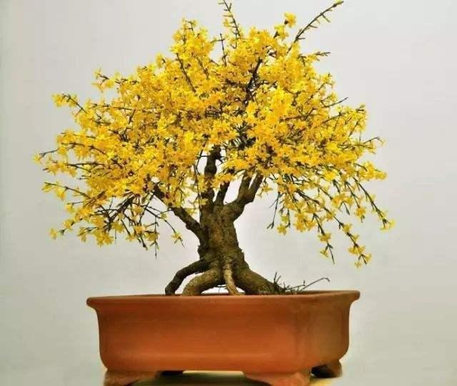 养花得用营养土!几种东西“混起来”,简单实用,养啥都旺!