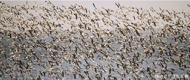 情报|日本人收集情报能力强,连鸟粪都不放过,并屡屡得手