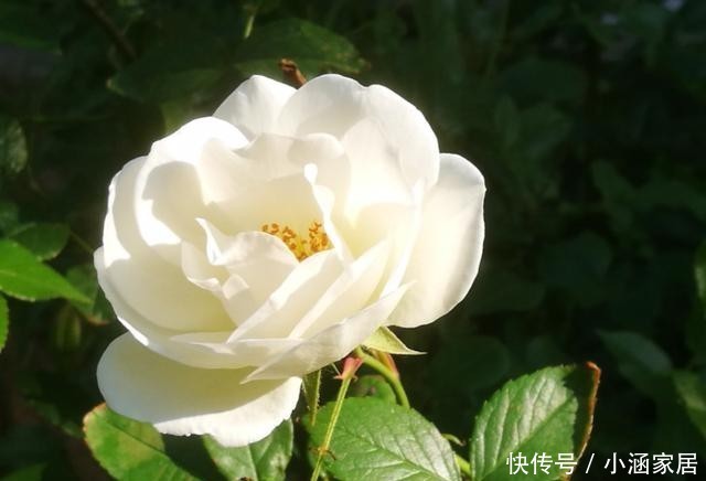  雪地|这5种花，居然在冬天的雪地里都能开花！