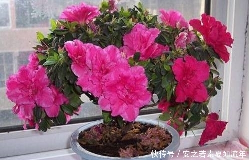 马蹄莲|养花爱浇水?那就养这4种花,越浇越爆盆,爱死了