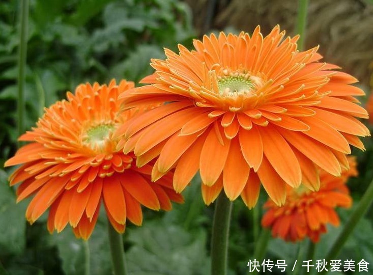  此花花姿妖娆，绚丽的花色散发着夺目的光芒，给人以清风拂面之感
