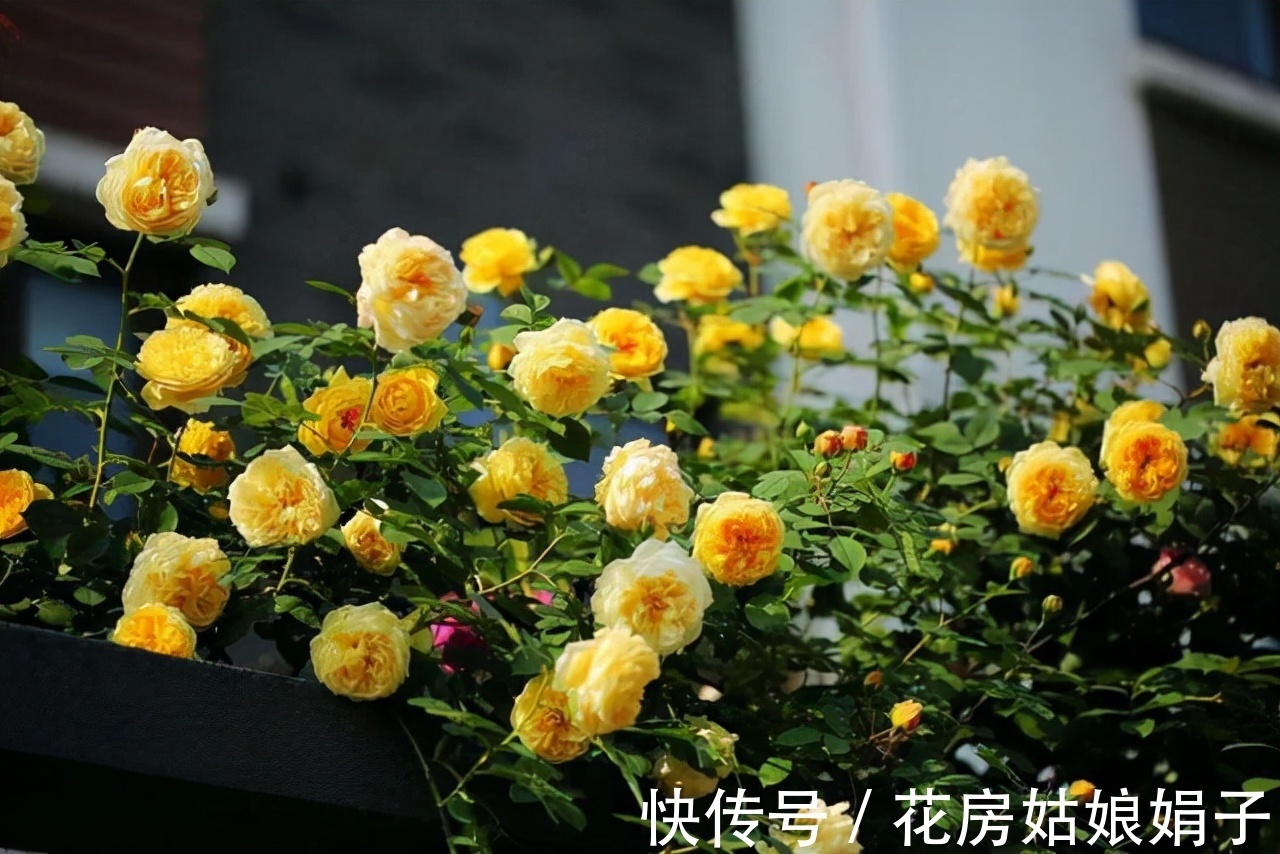 室内养殖月季花，需要达到这些条件，还要满足4个方面的要求