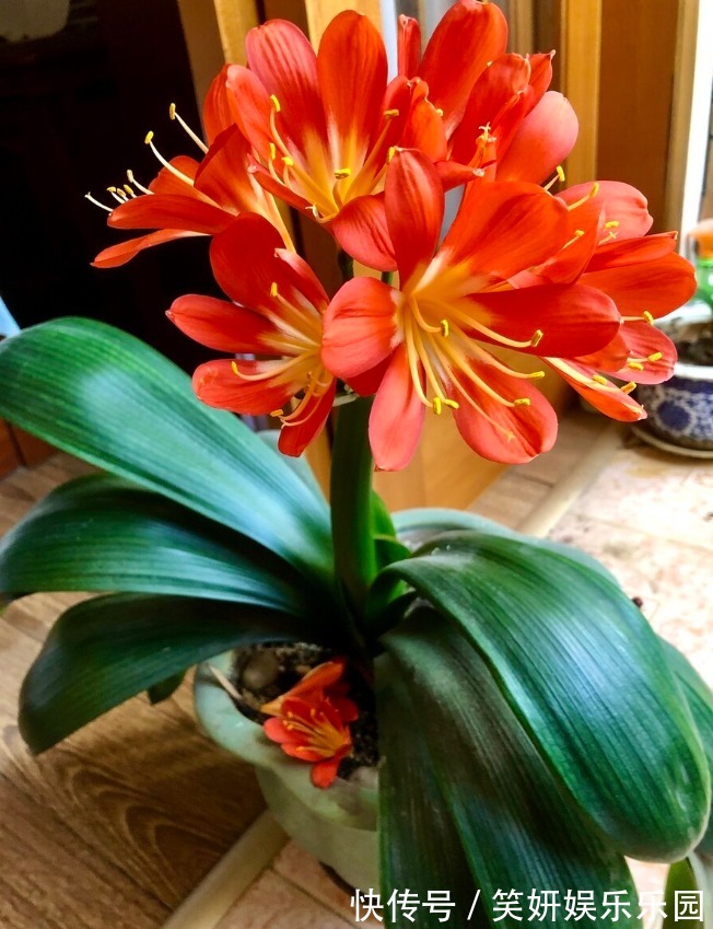 “春不出，夏不晒，秋不干，冬不湿”，君子兰的四季莳养