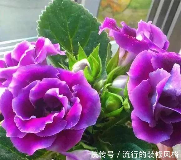 雪泥|最漂亮的盆栽花,一年到头开花不断,好看又好养