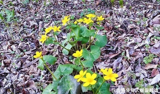 野菜|长在溪边无人识，叶子却极珍贵，俗称“驴蹄菜”，别忽视