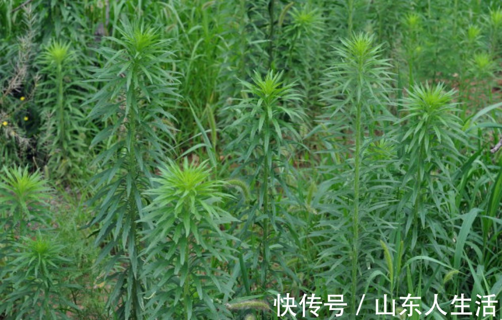 鲜叶|牛皮癣的“克星”终于找到了，是乡间随处可见的野草，你认识吗