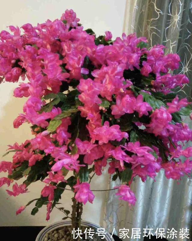 捡3种料垫盆底,土壤疏松透气、不板结,花卉越长越有劲