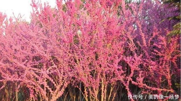  艳丽|紫荆花早春叶前开放，无论枝、干布满紫色花朵，艳丽可爱