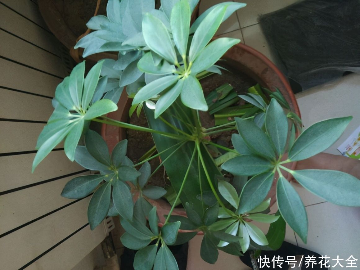 养护鸭掌木的3个技巧，枝繁叶茂，叶子绿油油的