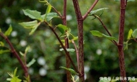 山沟|山沟沟里特有的5种野味 农村娃也未必认识