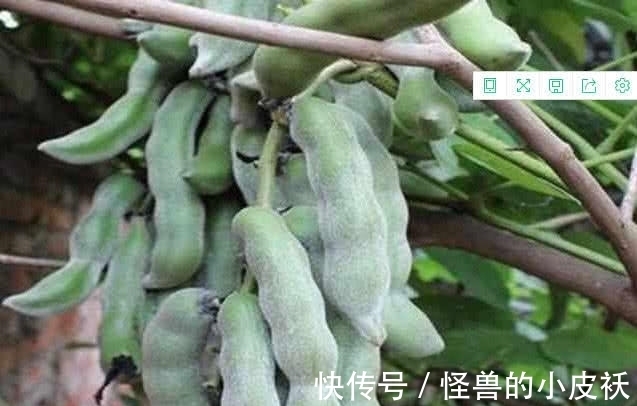 这四种稀有蔬菜,你都见过吗?吃过的请举手!