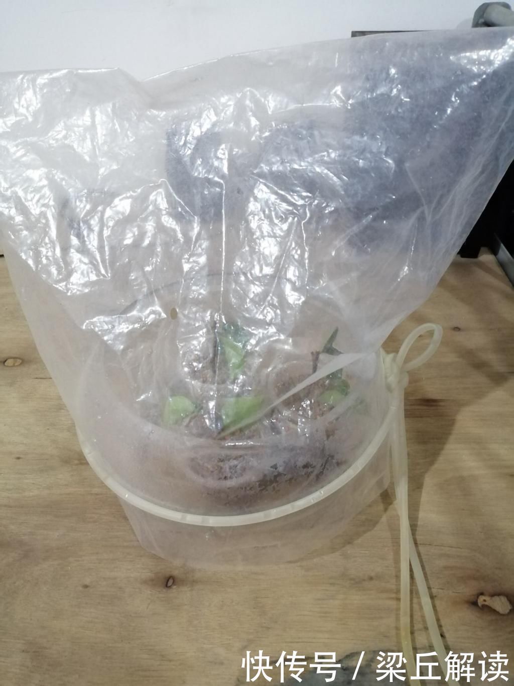 好东西|塑料袋可是养花好东西，套住长寿花，咕噜咕噜冒花苞