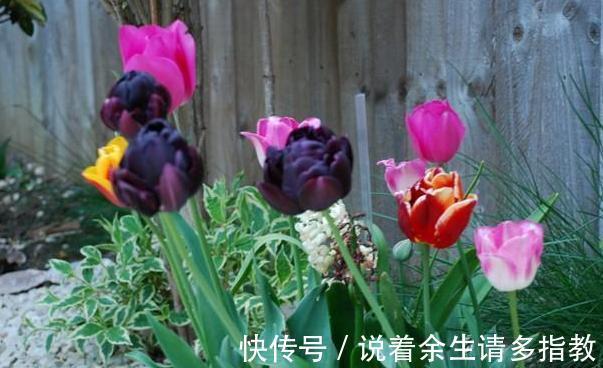 龙骨、郁金香盆栽,别搁在室内了,对身体有害!摆它们恰恰好!
