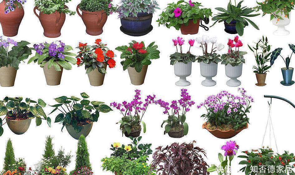 罗汉松|家中千万不要摆这些绿植,对身体不仅没有帮助,还会起反作用