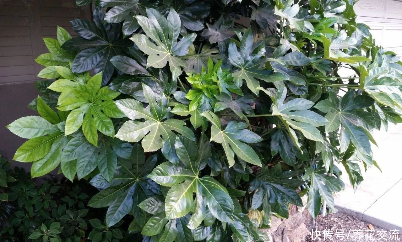 叶片|枝叶长得特别壮观的八角金盘，品种还挺丰富，适合养成室内大盆栽