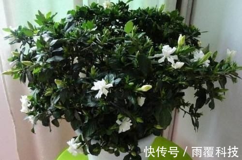 浇水量|在家养啥花合适此4种随便来一盆,植株长势旺、满屋飘香
