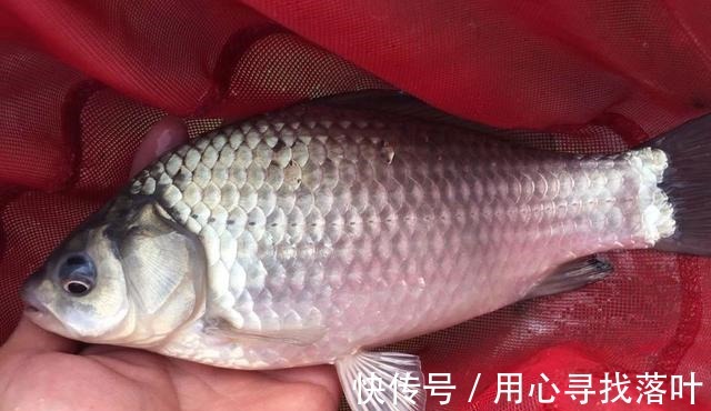 打隔夜窝也不能保证上鱼！钓位、窝料你都算准了吗！