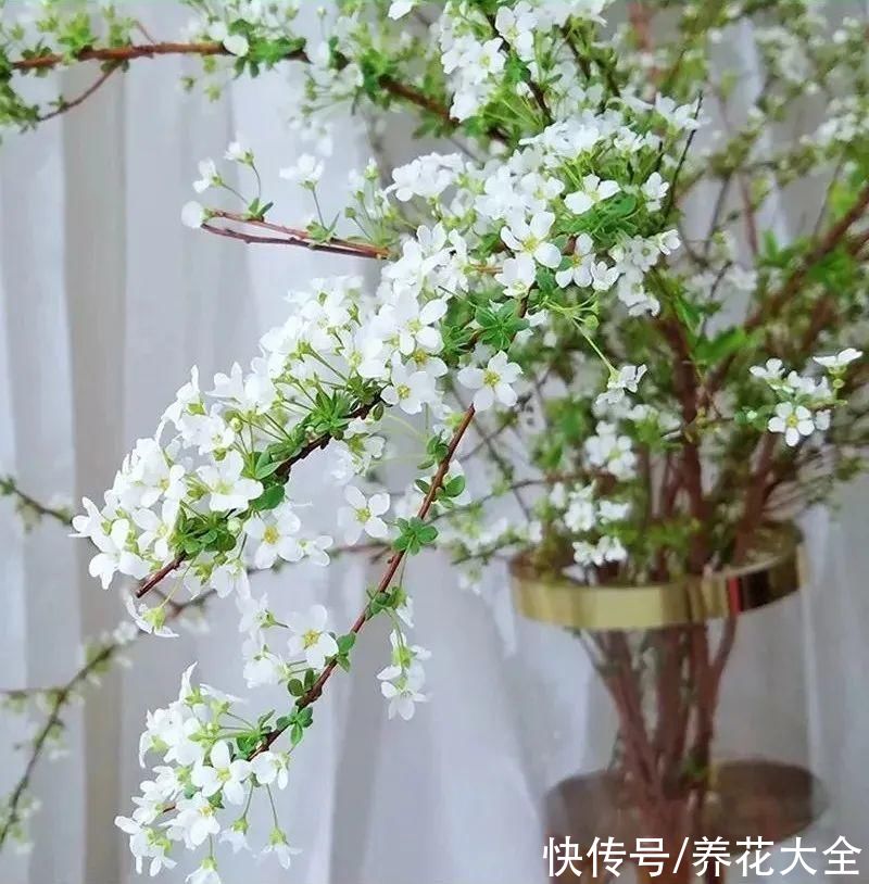 1种花叫“雪柳”,剪几根枝插水里,7天长叶,一个月开花,绝美