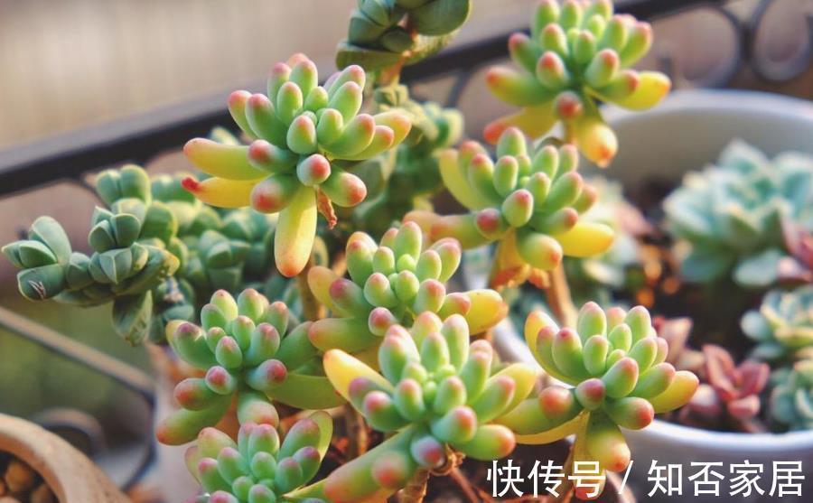 叶片|推荐款容易爆头的多肉,皮实好养长得快,一次养10盆不嫌多