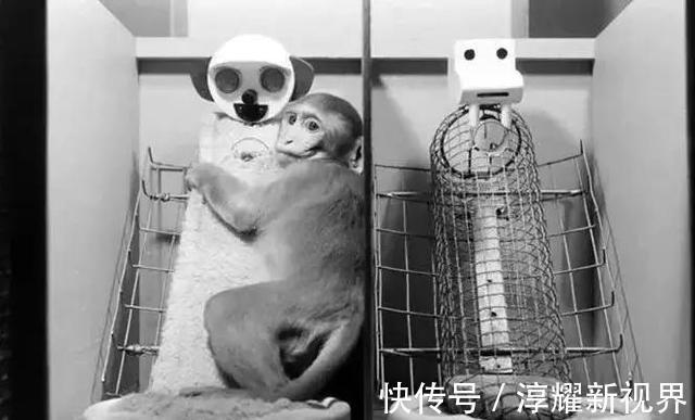 哈洛|为什么宝宝做错事被骂哭后，还要求抱抱家长早知道早受益