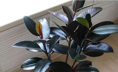 家里养了5种绿植,门窗紧闭也不怕,净空气,增氧气,健康无忧