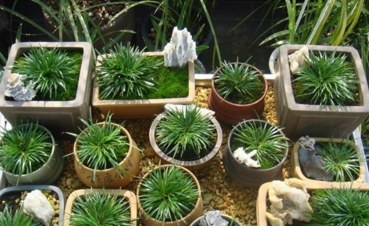 路边遇见这几种小植物，建议及时移栽，个个是好盆景