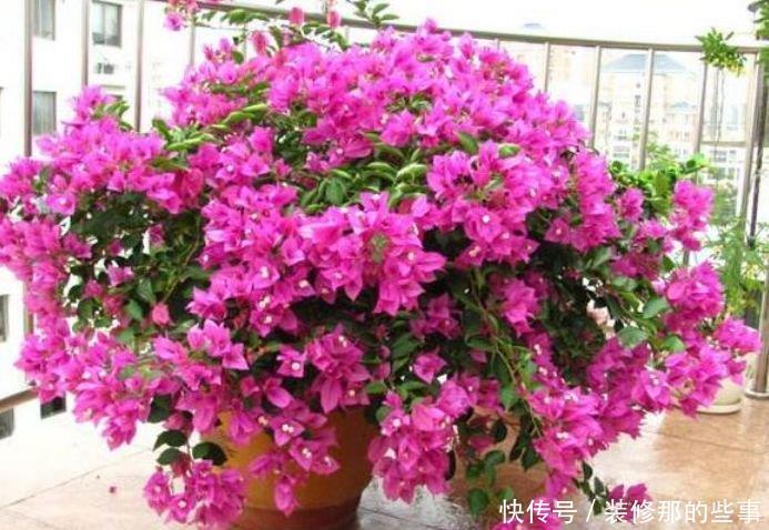 4种花喜欢晒太阳,花朵大花期长,开花红红火火,旺财又旺运!