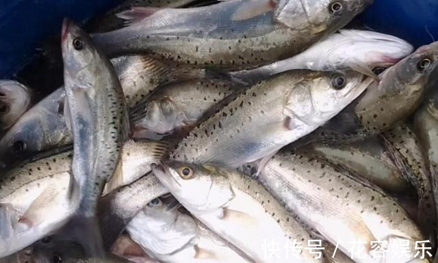 上市场买鱼,就挑4种,肉厚刺少,味道鲜美,孩子爱吃父母放心