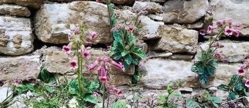 地黄|农村一野草,人称“蜜罐”,根价值不输人参,长在路边少人识