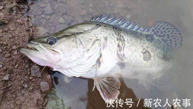 湖北一男子野钓遇上鳜鱼窝,新手在此也能连杆,网友:请假去钓鱼